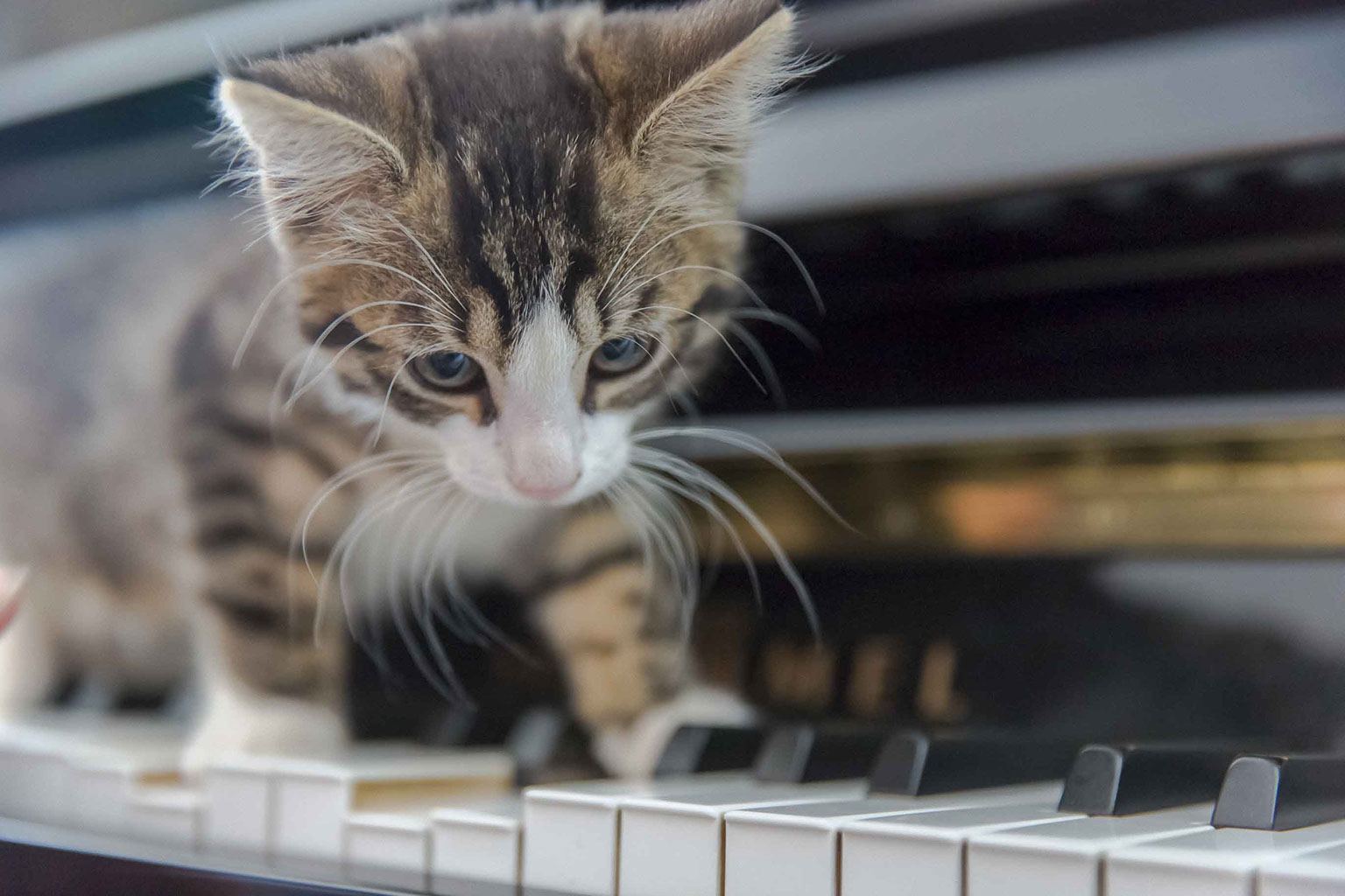Photo voyage et animaux – chaton piano