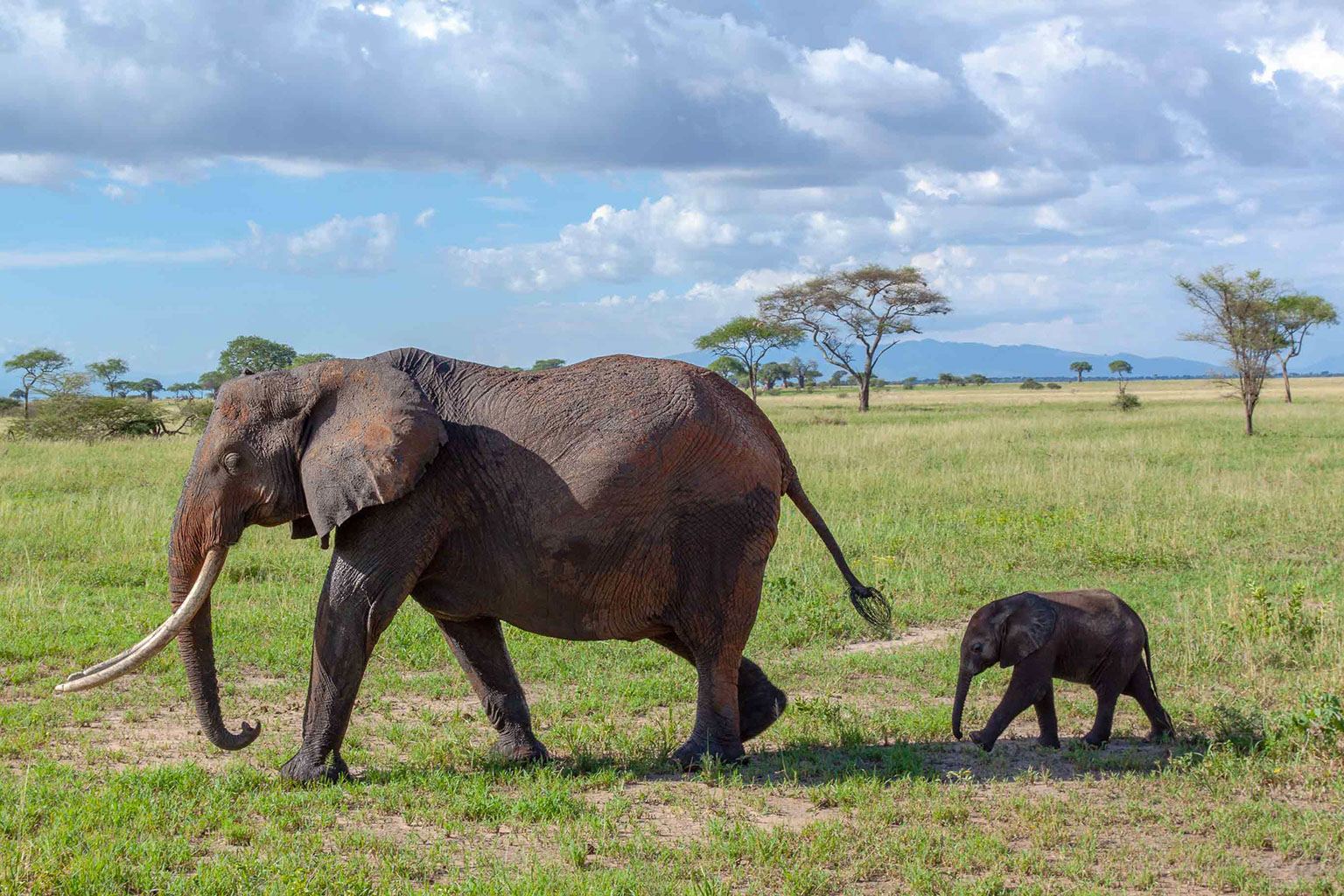 Photo voyage et animaux – elephants mere et petit