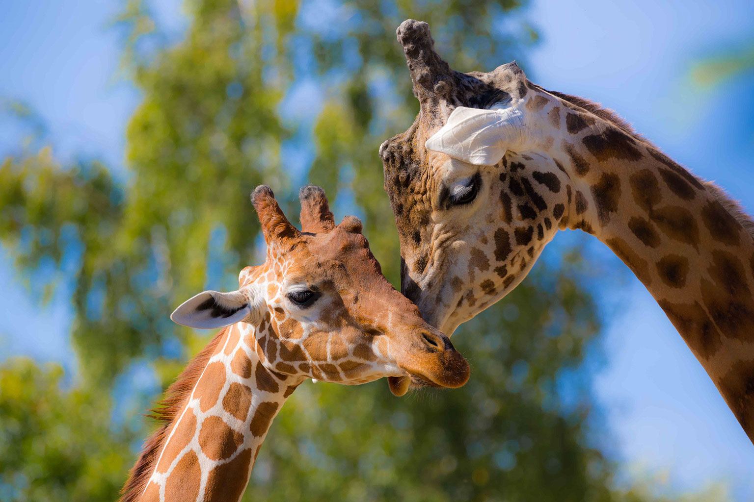 Photo voyage et animaux – girafes tendresse
