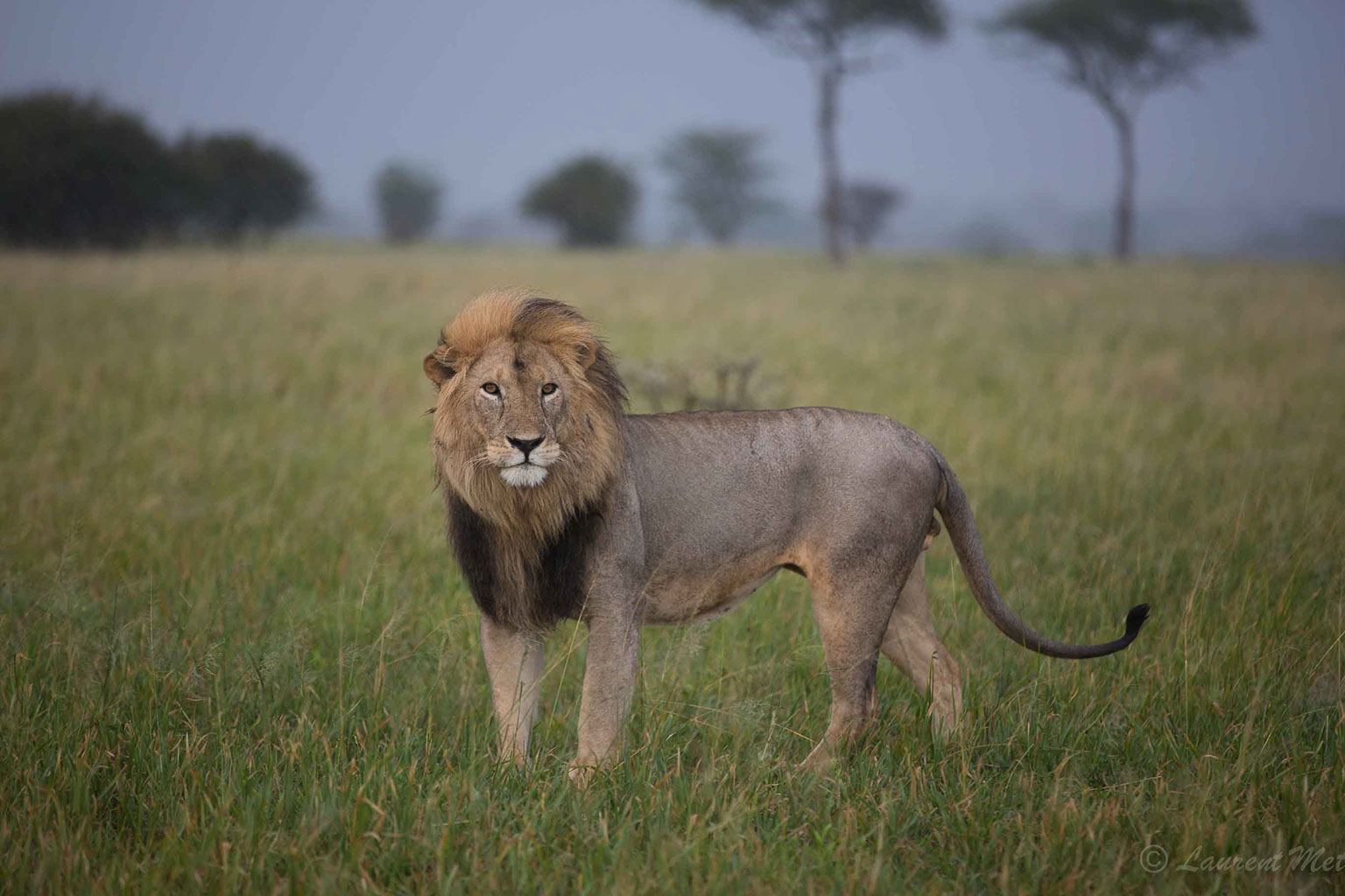Photographie animalière et de voyage