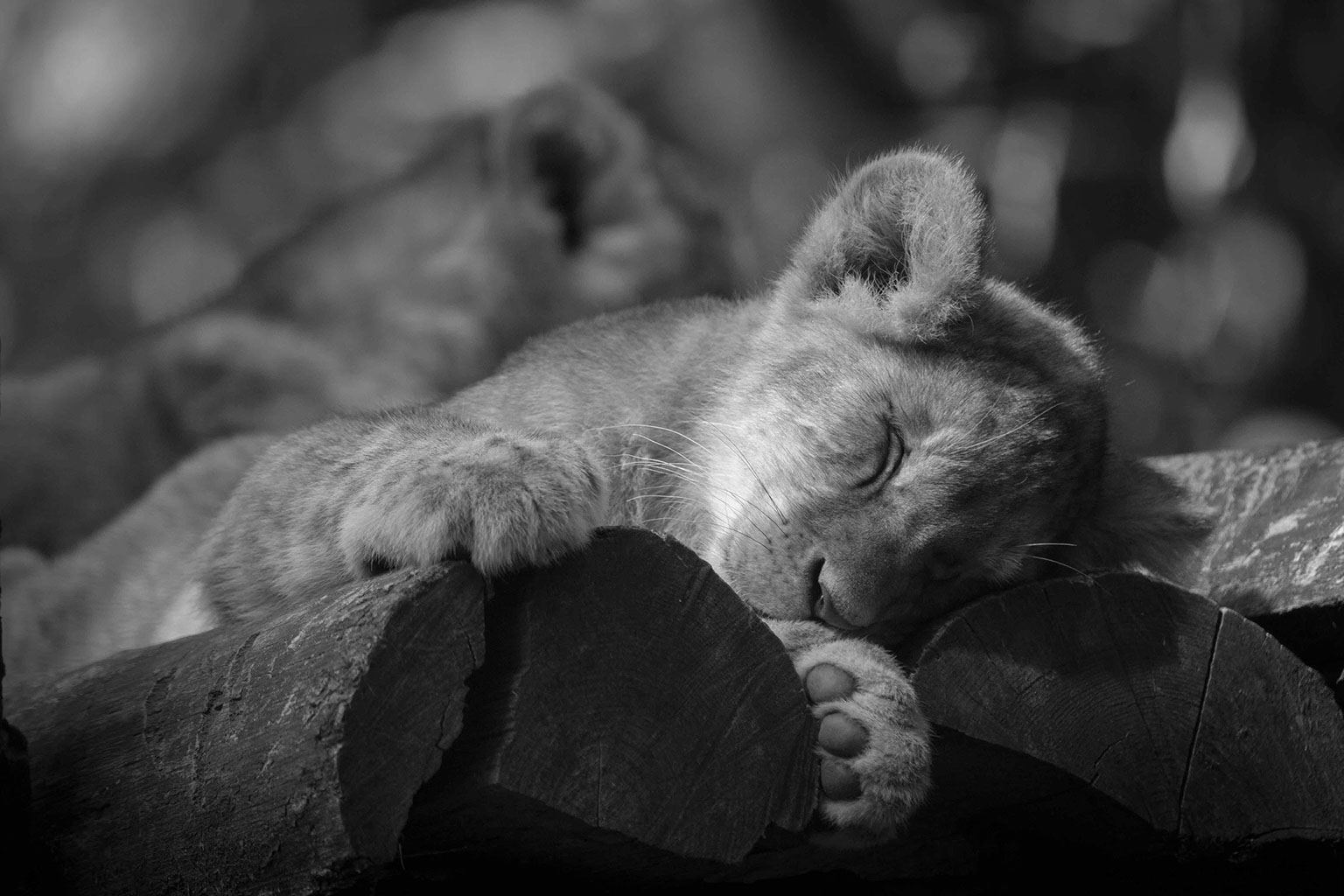 Photo voyage et animaux – lionceau noir et blanc
