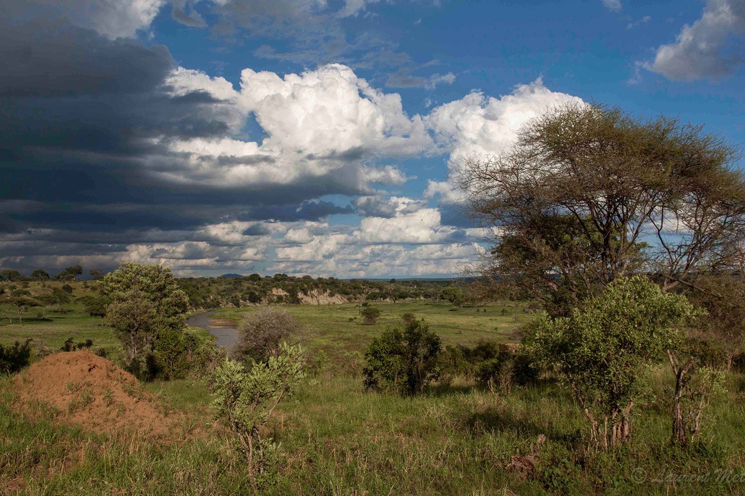 Photo voyage et animaux – savane africaine