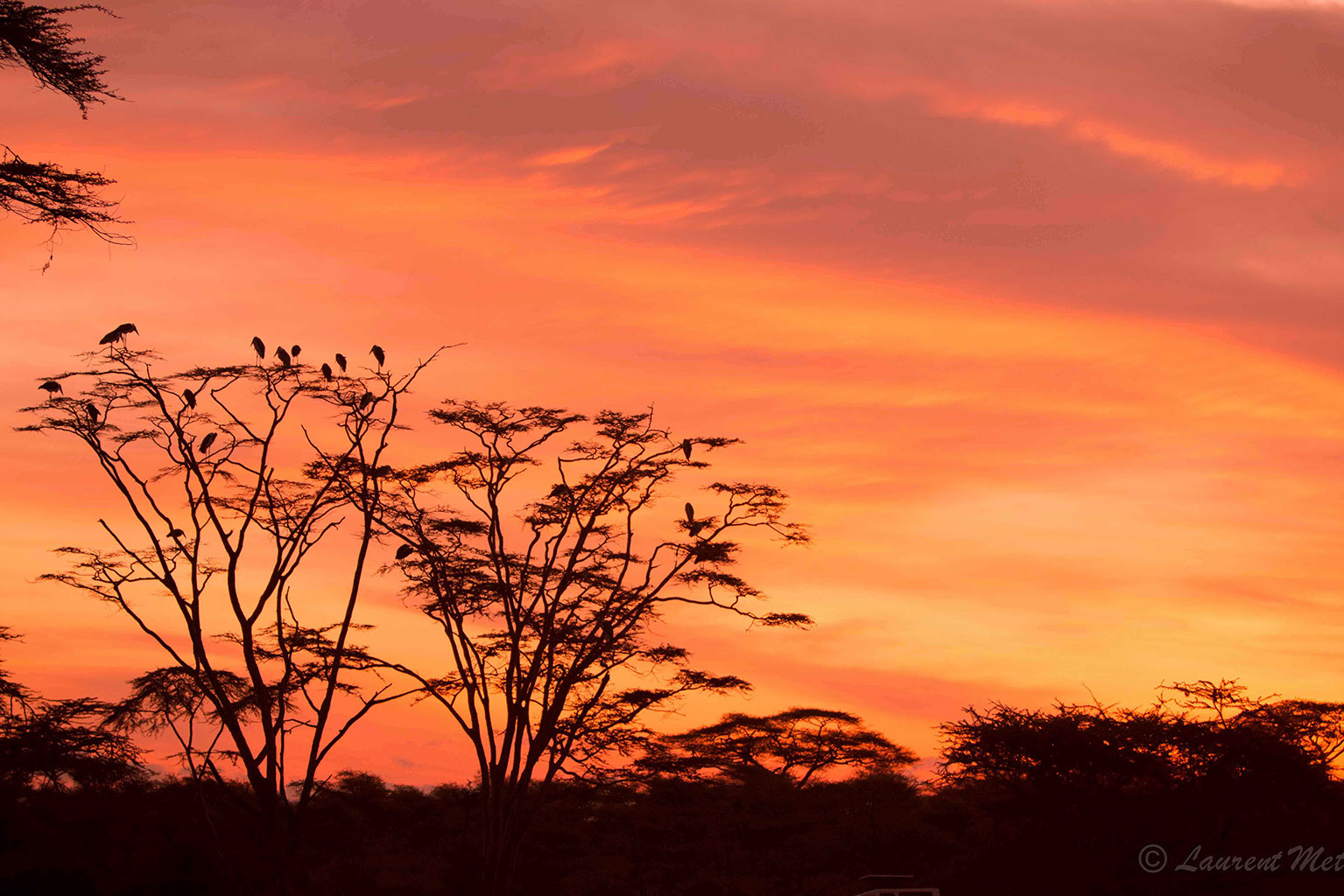 Tanzanie Voyage Safari Cours personnage en mouvement